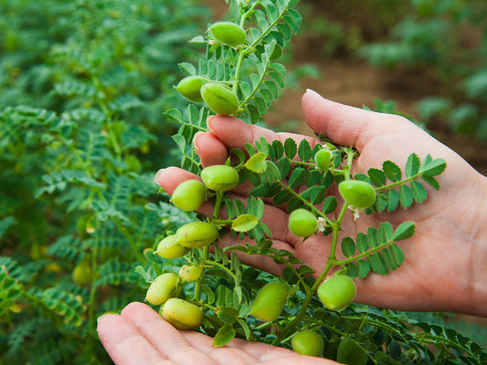 Chana (Chickpea) Farming Schedule Utkarsh