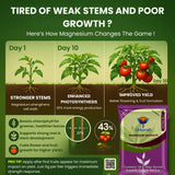 Epsom Salt - Magnesium Sulphate for Plants Growth and Home Garden | 100% Water Soluble Fertilizer | Enhances Photosynthesis & Nutrient Uptake - 25 Kg Bag - Utkarsh Agrochem Pvt ltd. 