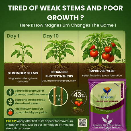 Epsom Salt - Magnesium Sulphate for Plants Growth and Home Garden | 100% Water Soluble Fertilizer | Enhances Photosynthesis & Nutrient Uptake - 25 Kg Bag - Utkarsh Agrochem Pvt ltd. 