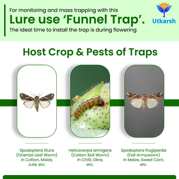 Cotton Bollworm Lure with Funnel Trap