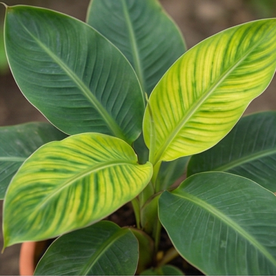 When new leaves show deficiency signs