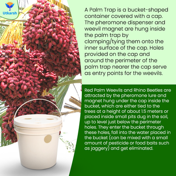 tkarsh Palm (Bucket) Trap