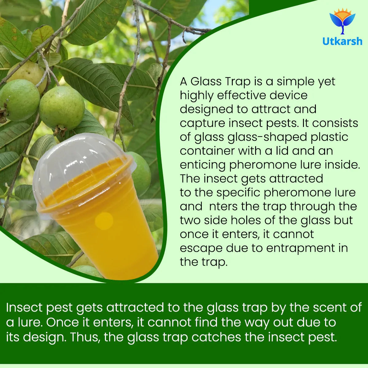 ME Fruit Fly (Oriental) Lure with Eco or Glass Trap - Utkarsh Agrochem Pvt ltd. 