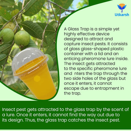 ME Fruit Fly (Oriental) Lure with Eco or Glass Trap - Utkarsh Agrochem Pvt ltd. 