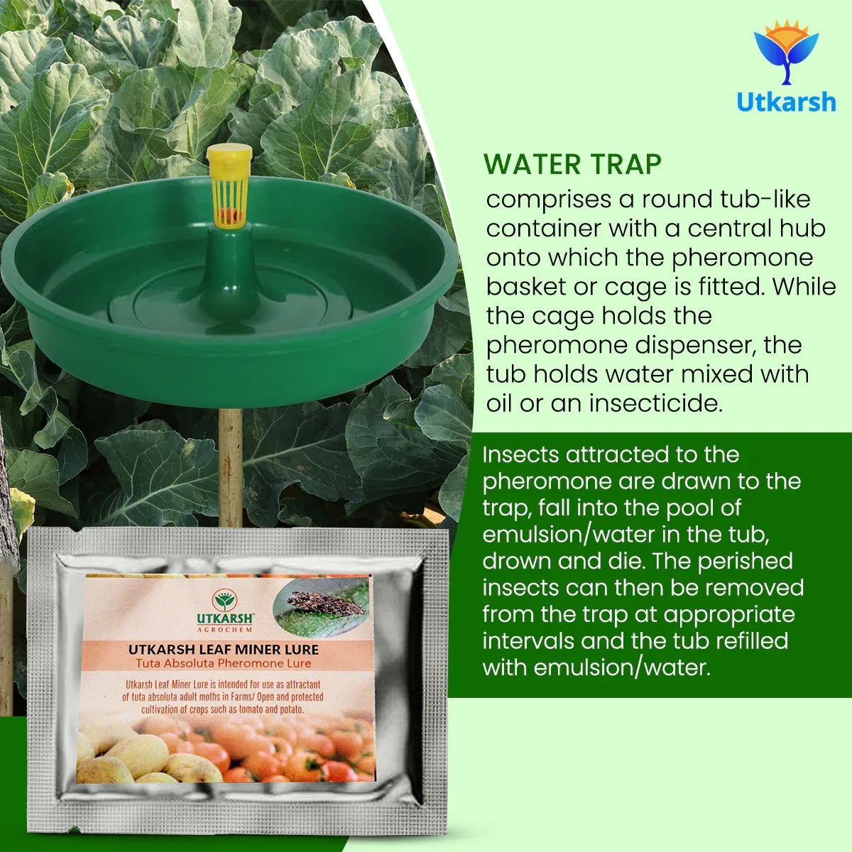 Tomato Leaf Miner Lure with Water Trap - Utkarsh Agrochem Pvt ltd. 
