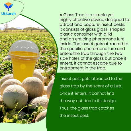 Melon Fly Lure with Eco or Glass Trap - Utkarsh Agrochem Pvt ltd. 
