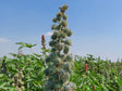 Castor Farming Schedule Utkarsh - Utkarsh Agrochem Pvt ltd. 