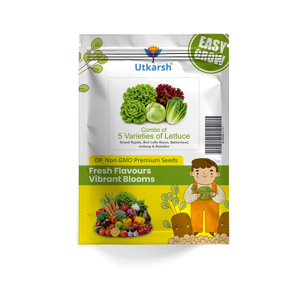 Lettuce Seeds Combo Pack of 5 | 1000+ Seeds | Grand Rapids, Red Lollo Rosso, Butterhead, Iceberg & Romaine | High Germination | Easy to Grow at Home
