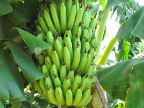 Banana Farming Schedule Utkarsh - Utkarsh Agrochem Pvt ltd. 