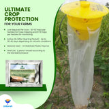 Rice Yellow Stem Borer YSB Lure with Funnel Trap - Utkarsh Agrochem Pvt ltd. 