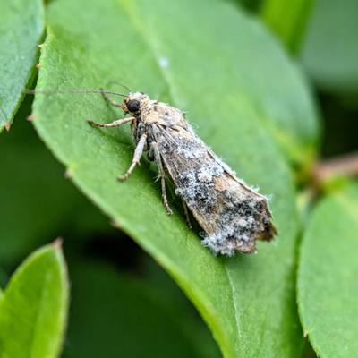 Natural death of the insect