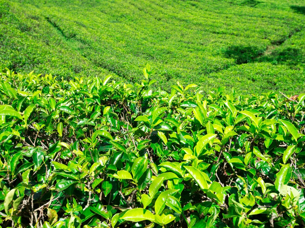 Utkarsh Tea Farming Schedule