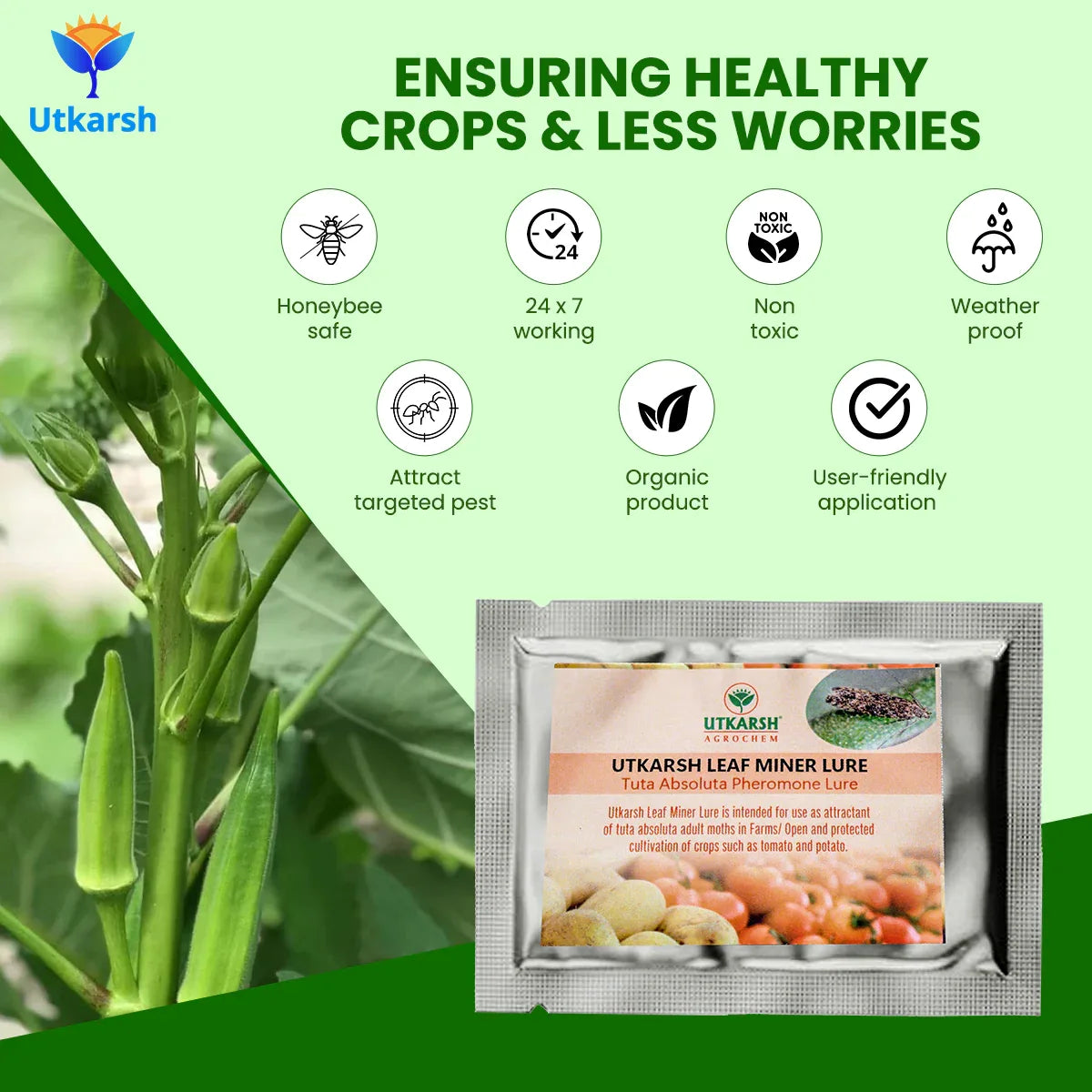 Tomato Leaf Miner Lure with Water Trap - Utkarsh Agrochem Pvt ltd. 