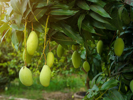 Mango Farming Schedule Utkarsh - Utkarsh Agrochem Pvt ltd. 