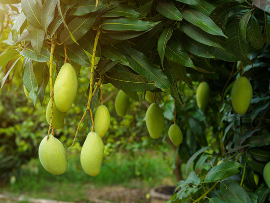 Mango Farming Schedule Utkarsh