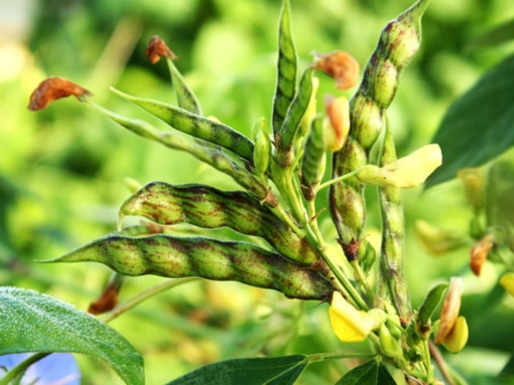 Utkarsh Pigeon Pea (Tuar or Tur Dal) Farming Schedule