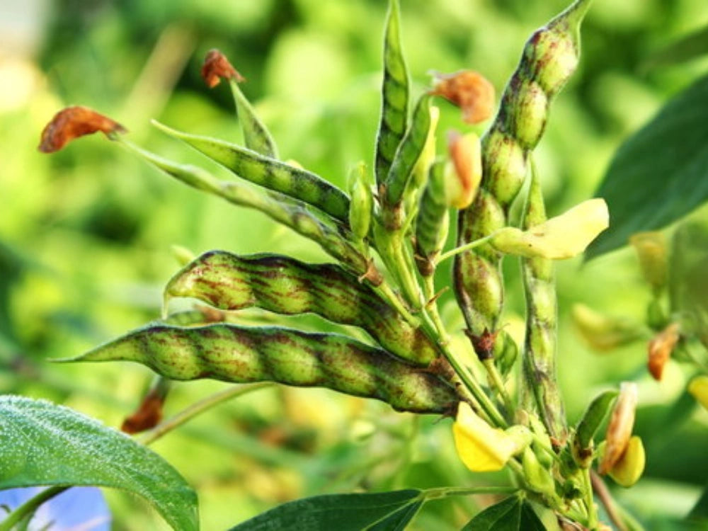 Utkarsh Pigeon Pea (Tuar or Tur Dal) Farming Schedule