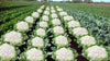 Cauliflower (Gobi)