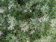 Cumin (Jeera) Farming Schedule Utkarsh - Utkarsh Agrochem Pvt ltd. 