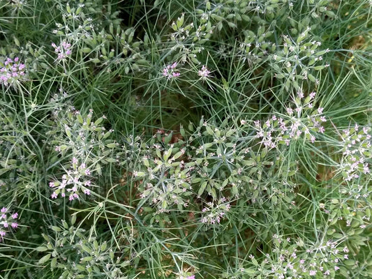 Cumin (Jeera) Farming Schedule Utkarsh