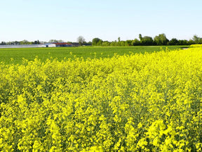 Mustard Farming Schedule Utkarsh - Utkarsh Agrochem Pvt ltd. 
