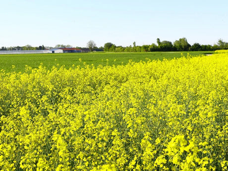 Mustard Farming Schedule Utkarsh - Utkarsh Agrochem Pvt ltd. 