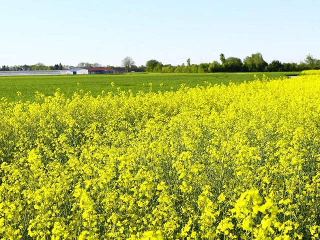 Mustard Farming Schedule Utkarsh - Utkarsh Agrochem Pvt ltd. 