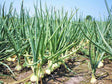 Onion Farming Schedule Utkarsh - Utkarsh Agrochem Pvt ltd. 