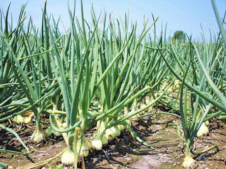 Onion Farming Schedule Utkarsh - Utkarsh Agrochem Pvt ltd. 