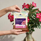 Adenium Potting Mix for Desert Rose Plants | Fast-Draining Organic Soil Blend with Microorganisms, Perlite & Neem Cake | Promotes Healthy Caudex, Root Health & Heavy Blooming