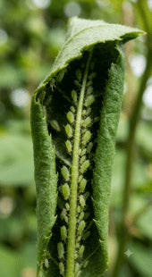Aphid Damage