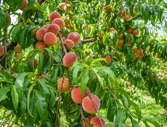 Pome & Stone Fruits (Apple, Peach)