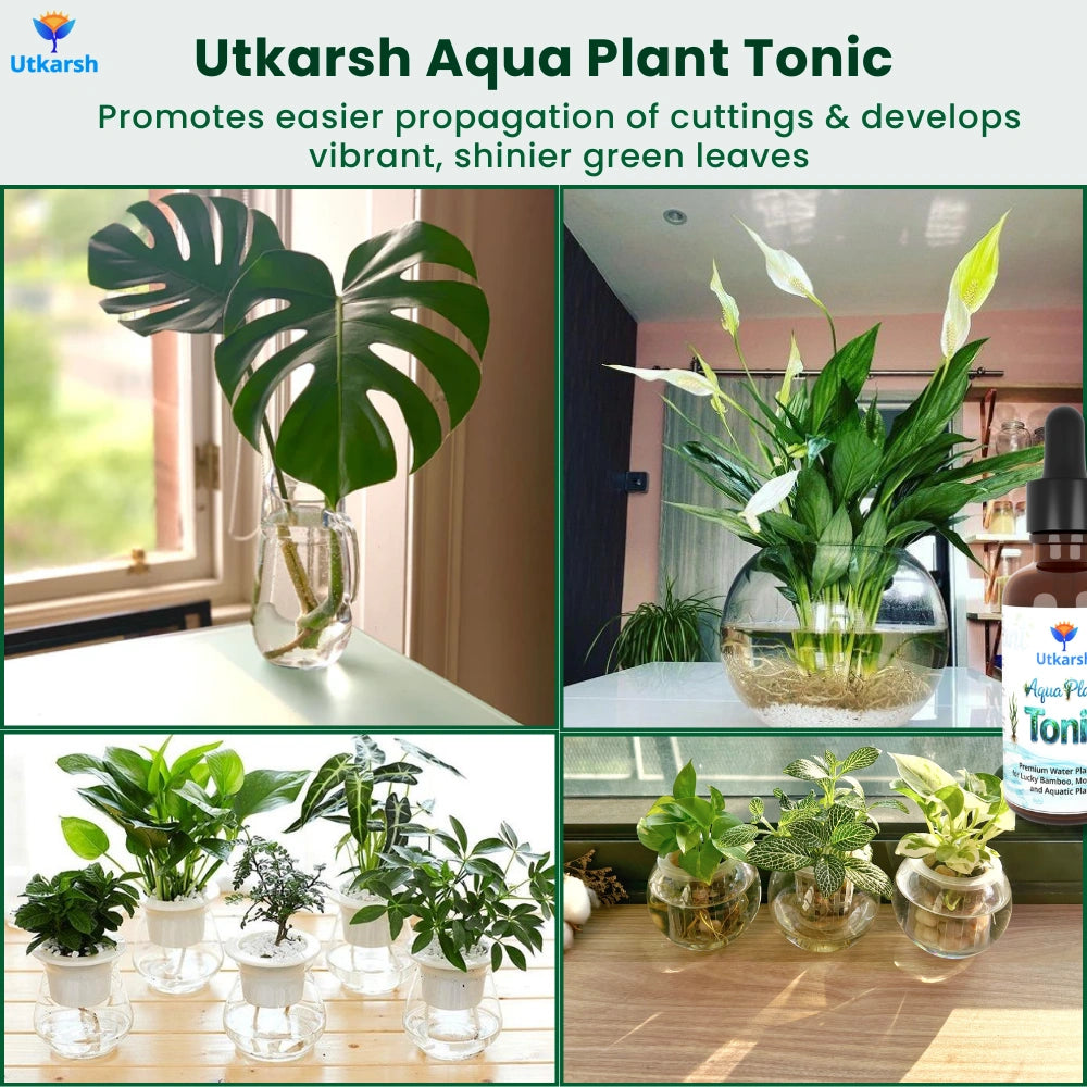 Aqua Plant Tonic - 50 ml, Liquid Fertilizer for Plants Growing in Water | Premium Plant Food & Growth Booster for Lucky Bamboo, Aquatic and Money Plants, Pack of 1