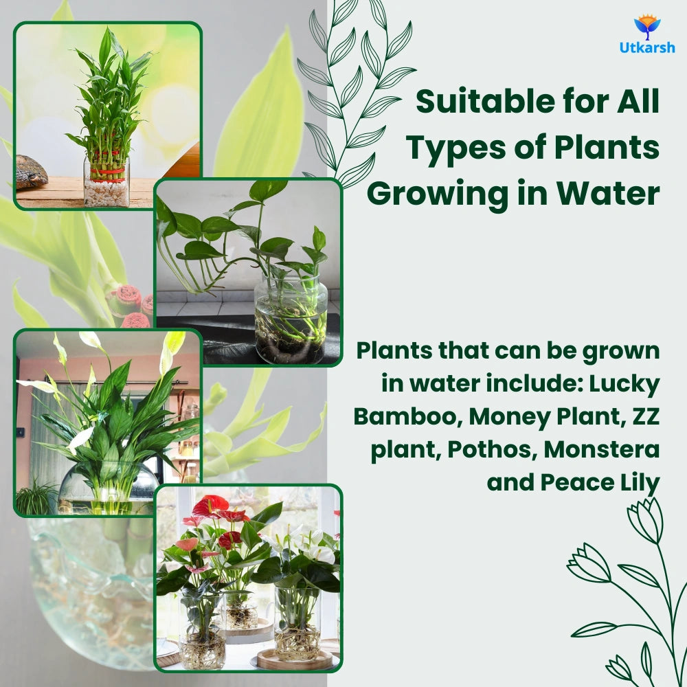 Aqua Plant Tonic - 50 ml, Liquid Fertilizer for Plants Growing in Water | Premium Plant Food & Growth Booster for Lucky Bamboo, Aquatic and Money Plants, Pack of 1