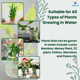 Aqua Plant Tonic - 50 ml, Liquid Fertilizer for Plants Growing in Water | Premium Plant Food & Growth Booster for Lucky Bamboo, Aquatic and Money Plants, Pack of 1