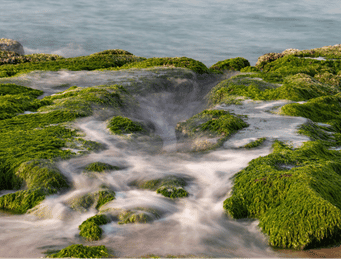 Aquatic Mosses
