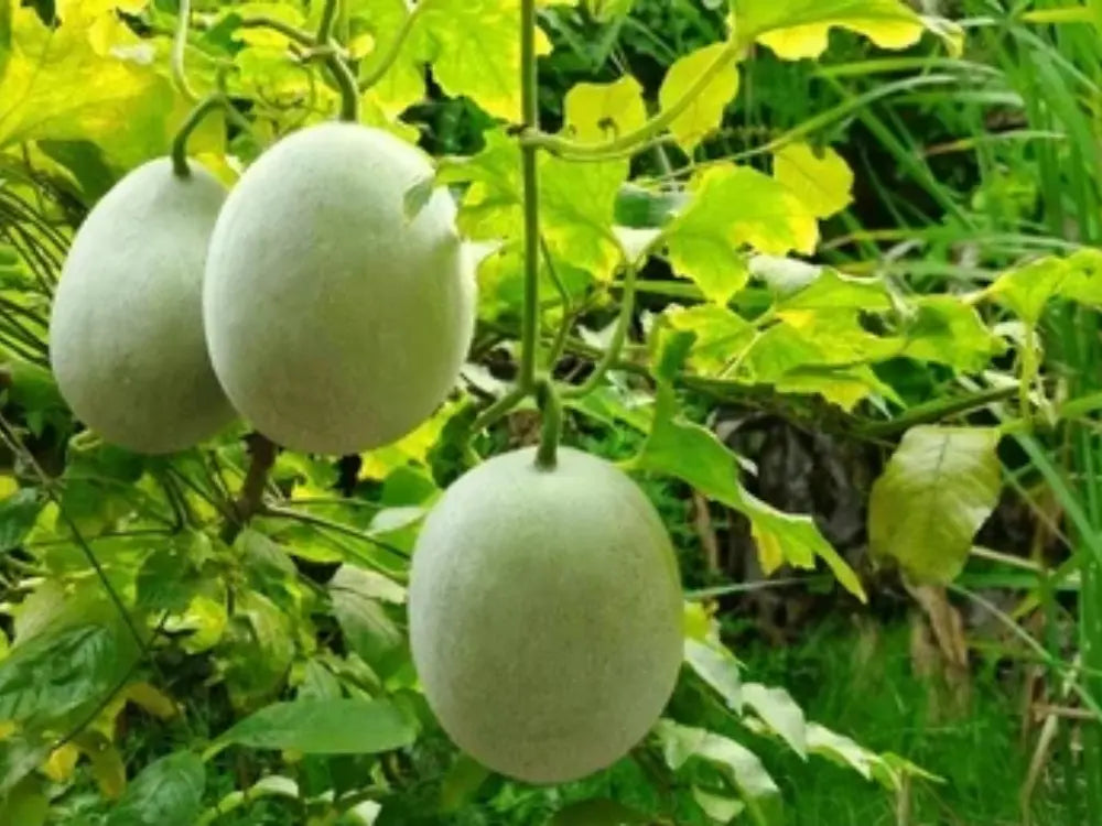 Ash Gourd - Kaddu Farming Schedule Utkarsh