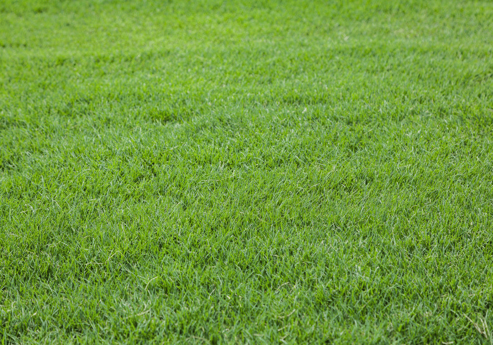 Bermuda Grass Cricket Ground Maintenance Schedule Utkarsh