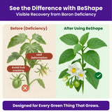 Disodium Octaborate Tetrahydrate - Boron 20%, 100% Water Soluble Foliar Spray EDTA Chelated Fertilizers for Plants, Reduces Fruit Cracking | BeShape - Utkarsh Agrochem Pvt ltd. 