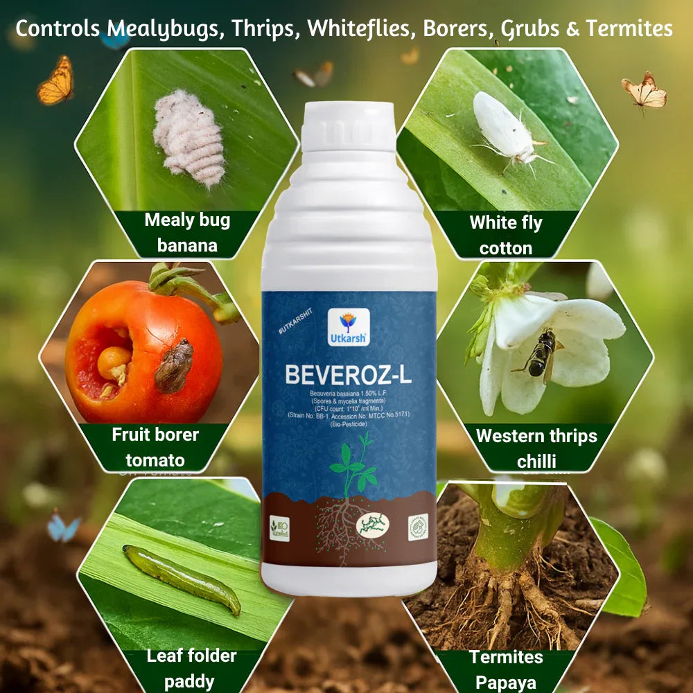 Beauveria Bassiana 1 x 10^8 CFU/ml min. | Western Flower Thrips, Liquid Bio Pesticides for Plants, Home Garden | Beveroz-L - Utkarsh Agrochem Pvt ltd. 