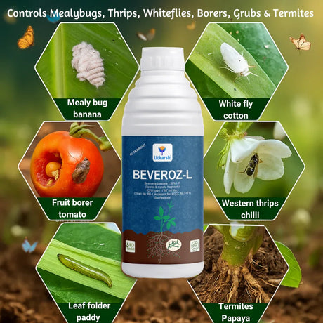 Beauveria Bassiana 1 x 10^8 CFU/ml min. | Western Flower Thrips, Liquid Bio Pesticides for Plants, Home Garden | Beveroz-L - Utkarsh Agrochem Pvt ltd. 