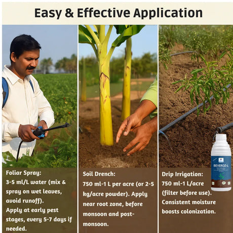 Beauveria Bassiana 1 x 10^8 CFU/ml min. | Western Flower Thrips, Liquid Bio Pesticides for Plants, Home Garden | Beveroz-L - Utkarsh Agrochem Pvt ltd. 
