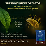 Beauveria Bassiana 1.15% W.P. 1 x 10^8 CFU/gm min. Bio Insecticides for Plants, Crops and Home Gardening - Beveroz-P - Utkarsh Agrochem Pvt ltd. 