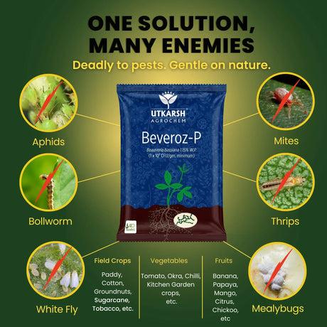 Beauveria Bassiana 1.15% W.P. 1 x 10^8 CFU/gm min. Bio Insecticides for Plants, Crops and Home Gardening - Beveroz-P - Utkarsh Agrochem Pvt ltd. 