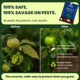 Beauveria Bassiana 1.15% W.P. 1 x 10^8 CFU/gm min. Bio Insecticides for Plants, Crops and Home Gardening - Beveroz-P - Utkarsh Agrochem Pvt ltd. 