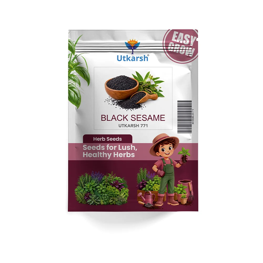 Black Sesame Seeds for Planting | 2000 Seeds Pack | Til Seeds for Home Gardening, Farming & Cultivation