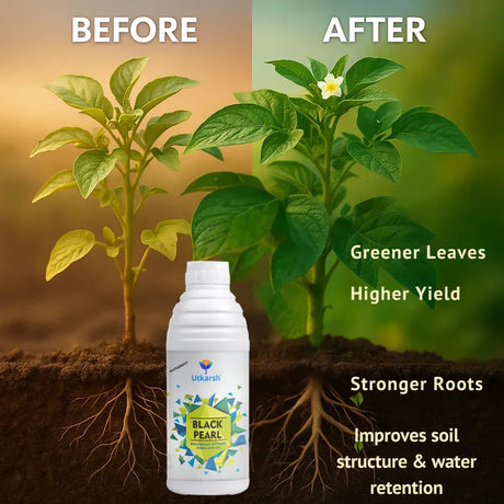 Black Pearl – L (Biologically Activated Humic Acid 12%) Biostimulant- 20 Liter - Utkarsh Agrochem Pvt ltd. 