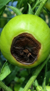 Blossom End Rot