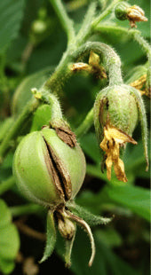 Boron Deficiency