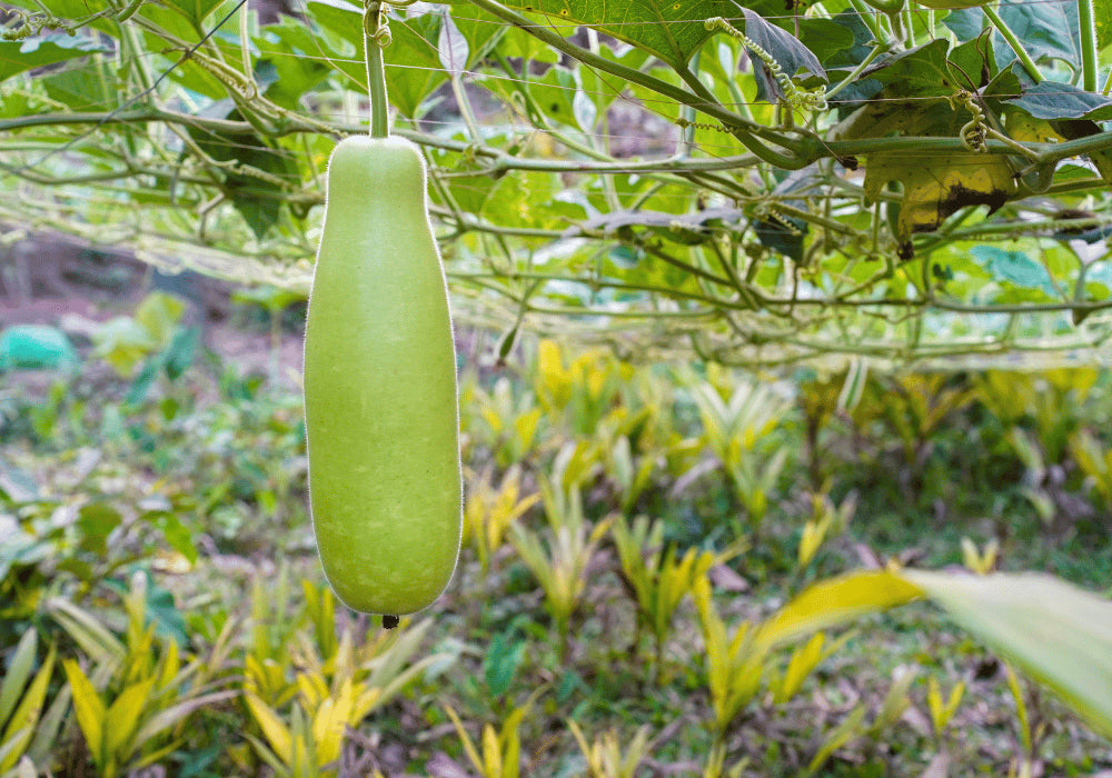 Bottle Gourd - Lauki - Dudhi Farming Schedule Utkarsh